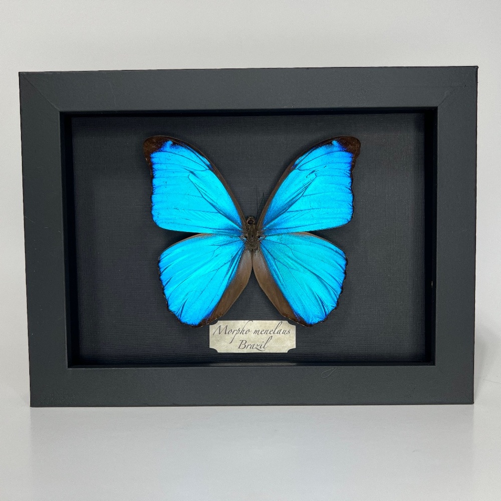 Real framed exotic Morpho menelaus🦋